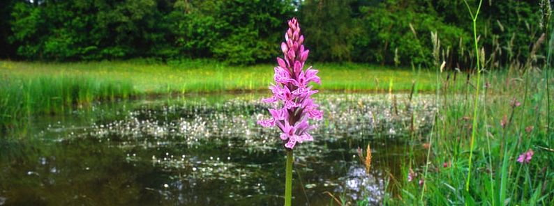 Wandelen in de achterhoek - Natuurkampeerterrein, Landgoedcamping, Minicamping | Lutje Kössink